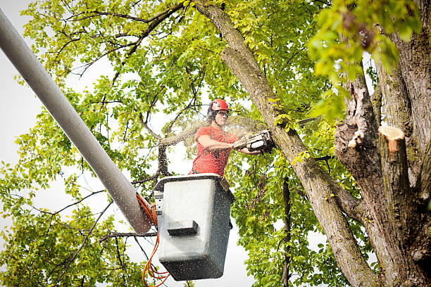 Professional Tree Services in Gap, PA